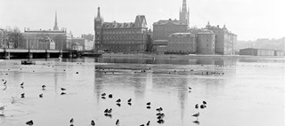 Byggnader och torn bakom en isbelagd sjö med fåglar