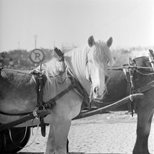 Renhållningens hästar på Strandvägen