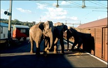 Elefanter från Cirkus Scott lastas ur järnvägsvagnar på Norra station