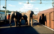 Cirkus Scotts elefanter lastas av järnvägsvagnar på Norra station