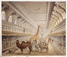Stora däggdjurssalen i Naturhistoriska Riksmuseets utställning i Vetenskapsakademiens byggnad vid Wallingatan