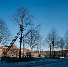 Parkarbetare uppe i träden i Valhallavägens allé arbetar med beskärning. I bakgrunden Gärdesskolan