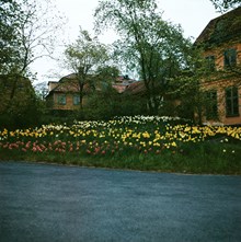 Plantering vid Petissan och Tottieska malmgården på Skansen