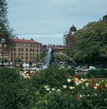 Blommande tulpaner på Mariatorget. Vy mot husen vid Hornsgatan