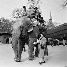 Skansen. Besökare rider på elefanten Bambina, framtill sitter djurskötaren Sven Borg. Sista året för elefantridning på Skansen. I bakgrunden t. h. Hällestadsstapeln