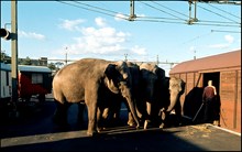Elefanter från Cirkus Scott lastas ur järnvägsvagnar på Norra station