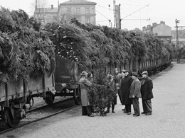 Godsvagnar lastade med julgranar vid Stockholms södra stationsbangård 1953