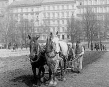 Potatisodling i Vasaparken