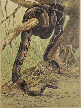 Skolplansch från 1890 i serien "Lehmanns zoologiska väggtavlor".