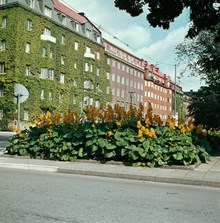 Nordvästra hörnet av Karlavägen och Banérgatan. Fasad täckt med murgröna