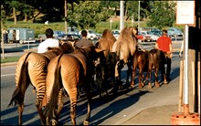 Zebror, hästar, dromedarer och bufflar leds längs Valhallavägen