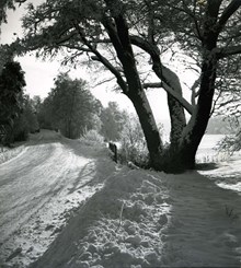Nacka friluftsreservat: Dammtorpssjöns nordspets vintern 1951