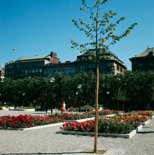 Rosenplanteringar i Kungsträdgården. I bakgrunden husen vid Kungsträdgårdsgatan 16-20