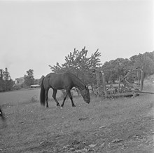 Häst på en äng vid Riddersvik