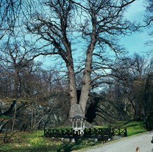 Prins Eugens Waldersudde. Den så kallade "Prinsens ek" vid surbrunnen i parken.