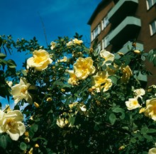 Gula rosor planterade i kv. Divisionen. I bakgrunden nordvästra hörnet av fastigheten på Valhallavägen 188 sett från gårdssidan