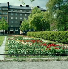 Tulpaner i skolträdgården vid Stockholms Borgarskola åt SV mot kv. Smeden