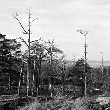 Essingeledens planering vid Gröndal. Skogsdunge med döda träd