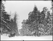 Uggleviksskogen på Norra Djurgården vintertid