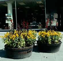 Sergelgatan. Blomsterarrangemang vid Hötorgsgången