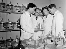 Cellforskningsinstitutet. Cellforskare med en burk tumörbärande möss. Fr.v. dr. G. Klein, dr. K.G. Thorsson, dr. G. Moberger och professor T. Caspersson