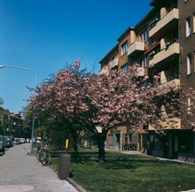 Blommande japanskt körsbärsträd framför fastigheten på Brantingsgatan 37. Vy åt väster