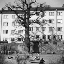 Barn på en lekplats vid Nordenflychtsvägen 7-13 i Kristineberg. Stor ek centralt i bilden