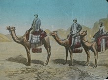 På kamel i Sinai