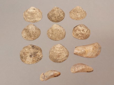 Fotografi av elva snäckor från en arkeologisk utgrävning