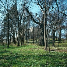 Skogsslänt med vårblommor söder om Thielska Galleriet. Museet skymtar bakom träden