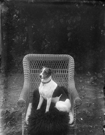 Porträtt av Otto Hanssons hund.
