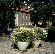 Blomsterurnor med petunior i Karlavägsallén vid hörnet av Villagatan. I bakgrunden Villagatan 1