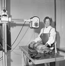 Veterinär fru Sönderman röntgar en hund