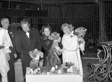 Stallmästaregården, Cirkus Zoo. Tigerungar döps som resultat av namngivningstävling. Till höger Sonja Wigert och Mari-Ann Löfgren med varsin tigerunge