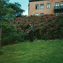 Trädgårdsmästare Ingemar Gram vid rosenbuskarna i Balders Hage