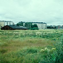 Ladugårdsgärdet mot Oxenstiernsgatan. Björnloka i förgrunden