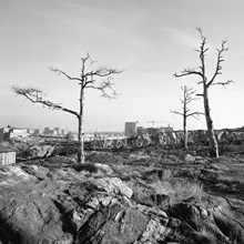 Essingeledens planering vid Gröndal. Döda träd