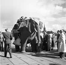 Stadshusparken. En robotelefant, inköpt från England av ungdomsråden i flera församlingar, som ska vandra runt med passagerare genom Stockholms parker