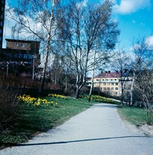 Påskliljor i parken (nuv. Sankt Göransparken) sydost om Kvinnohuset i östra Stadshagen. Vy åt norr mot kv. Dykaren