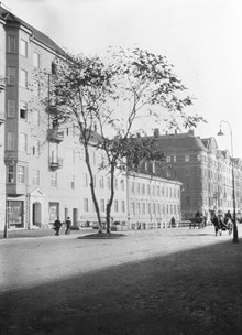 Ett träd växer mitt för Stora Badstugatan 78-82, nuvarande Sveavägen 98-100