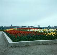 Plantering på Solliden, Skansen, med tulpaner, påskliljor och pingstliljor. Utsikt mot Södermalm