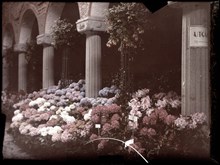 Rhododendron och hortensior i Blå hallen, Stadshuset