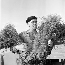 Grönsaksförsäljning på Klaratorget  år 1951