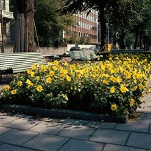 Plantering med dahlior i Karlavägens allé, vid korsningen av Engelbrektsgatan