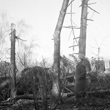 Skadade träd efter den sovjetiska bombfällningen över Eriksdalsområdet 1944.