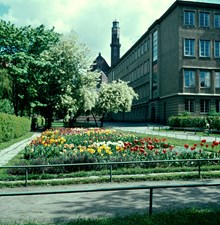 Stockholms Borgarskolas skolträdgård åt NO mot skolan