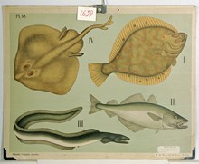 Mjukfeniga fiskar (flundra, gråsej, ål, rocka)