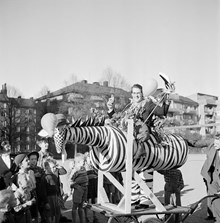 Student iklädd en Zebra vid Kungsholms läroverk. (Högre allmänna läroverket å Kungsholmen)