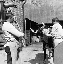 Vid Slakthuset i Johanneshov. Två män slaktar ett djur med hjälp av en slaktmask.