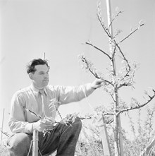 Trädgårdsmästare Pilbeck på Åkeshovs plantskola  beskär träd inför uppvisningen för SvD:s besökare